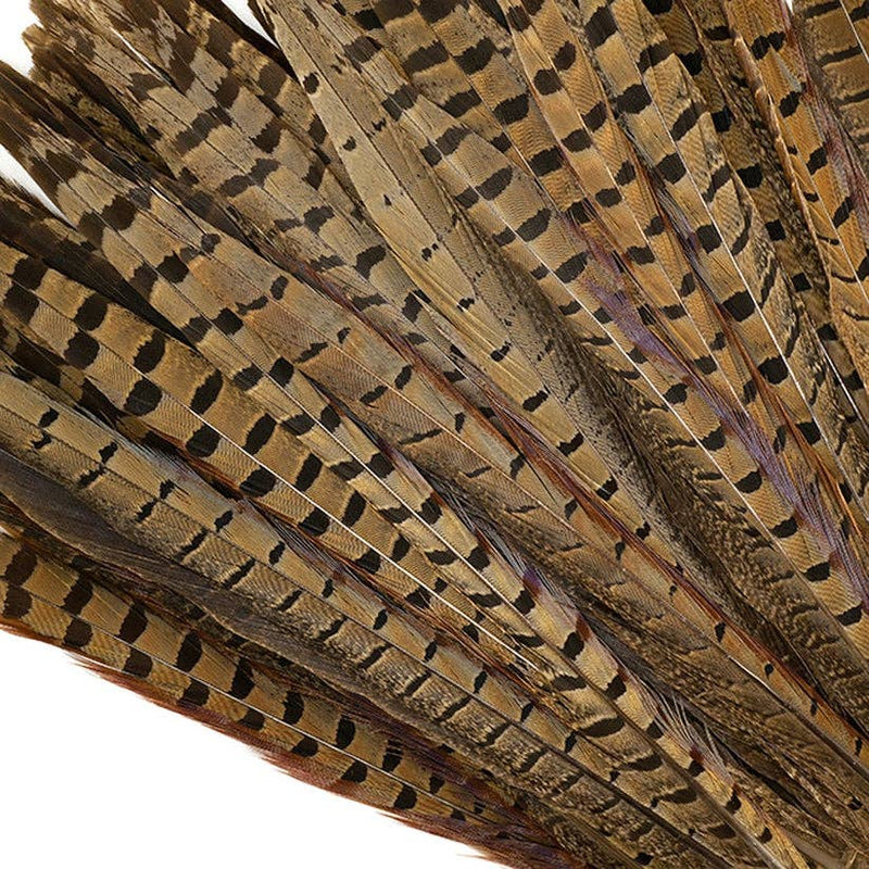 Ringneck Pheasant Tails 12-14" - Natural